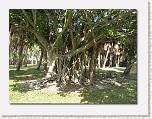 Tree 03 * 612 x 461 * (100KB)